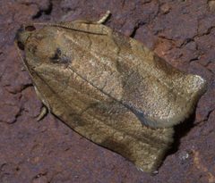 Choristoneura rosaceana P1390673a by 
xpda. Used under a CC BY-SA 4.0 license.