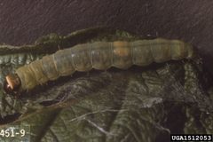 Choristoneura rosaceana larva by USDA Forest Service - Region 8 Archive, USDA Forest Service, United States. Used under a CC BY 3.0 license.