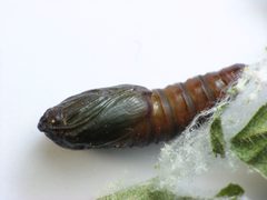 Choristoneura rosaceana pupa by Beatriz Moisset. Used under a CC BY-SA 4.0 license.