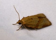 Clepsis consimilana-pjt by pjt56 ---. Used under a CC BY-SA 3.0 license.