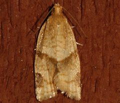 Clepsis penetralis by CBG Photography Group, Centre for Biodiversity Genomics. Used under a CC0 license.