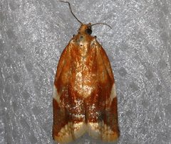 Clepsis persicana 01 by CBG Photography Group, Centre for Biodiversity Genomics. Used under a CC0 license.