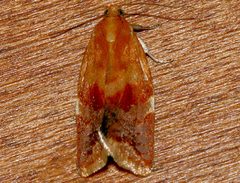 Clepsis persicana 02 by CBG Photography Group, Centre for Biodiversity Genomics. Used under a CC0 license.