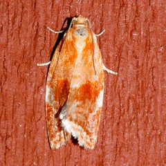 Clepsis persicana 03 by CBG Photography Group, Centre for Biodiversity Genomics. Used under a CC0 license.