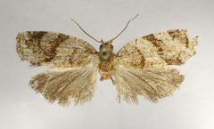 Clepsis spectrana by M. Virtala. Used under a Copyrighted free use license.