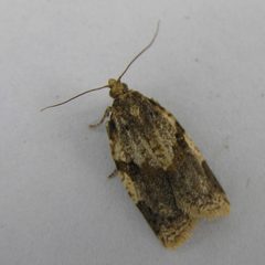 Clepsis spectrana FvL by Fvlamoen. Used under a CC BY-SA 4.0 license.