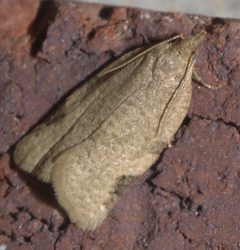 Clepsis virescana P1310656a by 
xpda. Used under a CC BY-SA 4.0 license.