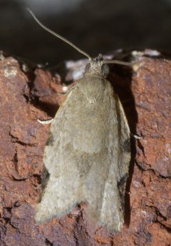 Clepsis virescana P1590902a by 
xpda. Used under a CC BY-SA 4.0 license.