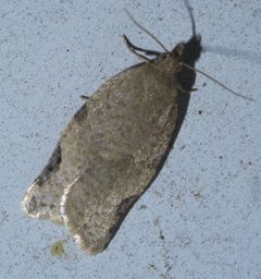Clepsis virescana P1600424a by 
xpda. Used under a CC BY-SA 4.0 license.