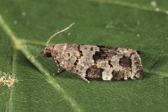 Dichelia histrionana by Gyorgy Csoka. Used under a CC BY 3.0 us license.