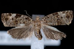 Dichelia histrionana JdW by Jeremy deWaard, University of British Columbia. Used under a CC BY 3.0 license.