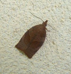Pandemis heparana. Tortricidae. - Flickr - gailhampshire by gailhampshire from Cradley, Malvern, U.K. Used under a CC BY 2.0 license.