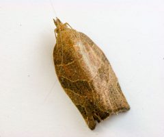 Pandemis limitata adult by Beatriz Moisset. Used under a CC0 license.