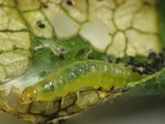 Pandemis limitata caterpillar by Beatriz Moisset. Used under a CC0 license.