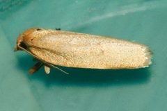 Xenotemna pallorana 01 by CBG Photography Group, Centre for Biodiversity Genomics. Used under a CC0 license.