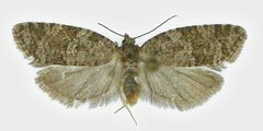 Cnephasia asseclana by SIP Haapala. Used under a Copyrighted free use license.