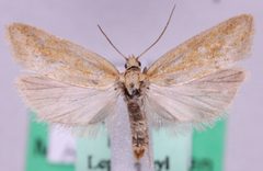 Cnephasia longana by Marko Mutanen, University of Oulu. Used under a Public domain license.