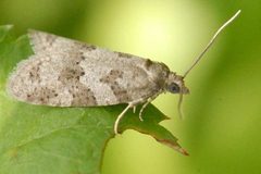 Cnephasia.stephensiana.-.lindsey by James K. Lindsey. Used under a CC BY-SA 3.0 license.