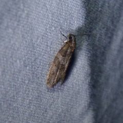 Decodes basiplagana by Dendroica cerulea. Used under a CC BY 2.0 license.