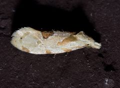 Aethes angulatana by Andy Reago &amp; Chrissy McClarren. Used under a CC BY 2.0 license.