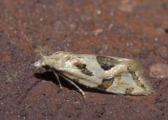 Aethes angulatana P1110409a by 
xpda. Used under a CC BY-SA 4.0 license.