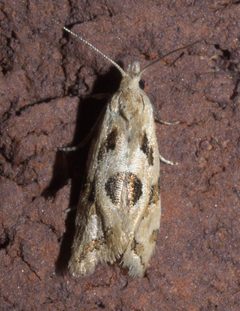 Aethes angulatana P1110410a by 
xpda. Used under a CC BY-SA 4.0 license.
