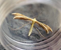 Merrifieldia baliodactylus - Flickr - Bennyboymothman by Ben Sale from UK. Used under a CC BY 2.0 license.