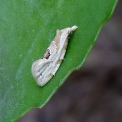Probable Aethes angustana by Dendroica cerulea. Used under a CC BY 2.0 license.
