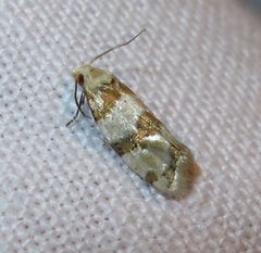 Aethes argentilimitana by Jacy Lucier. Used under a CC BY-SA 4.0 license.