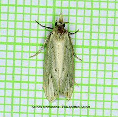 Aethes atomosana 23549539 by Nancy. Used under a CC0 license.