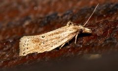 Aethes atomosana 4586843 by Laura Gaudette. Used under a CC BY 4.0 license.