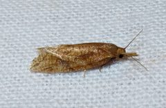Aethes biscana by Jacy Lucier. Used under a CC BY-SA 4.0 license.