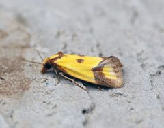 Agapeta zoegana - Flickr - Bennyboymothman by Ben Sale from UK. Used under a CC BY 2.0 license.