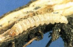 Agapeta zoegana caterpillar by USDA APHIS PPQ Archive, United States. Used under a CC BY 3.0 license.