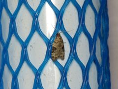 Anopina triangulana by Donald Hobern. Used under a CC BY 2.0 license.