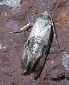 Cochylichroa hoffmanana P1390266a by 
xpda. Used under a CC BY-SA 4.0 license.