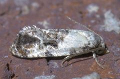 Cochylis hoffmanana P1390264a by 
xpda. Used under a CC BY-SA 4.0 license.