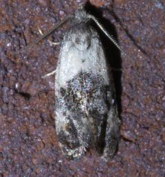 Cochylis hoffmanana P1390946a by 
xpda. Used under a CC BY-SA 4.0 license.
