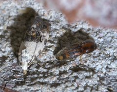 Cochylis hoffmanana P1400024a by 
xpda. Used under a CC BY-SA 4.0 license.