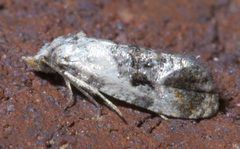 Cochylis hoffmanana P1400050a by 
xpda. Used under a CC BY-SA 4.0 license.