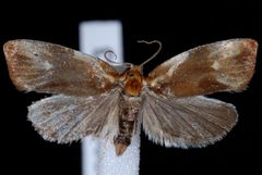 Eulia ministrana JdW by Jeremy deWaard, University of British Columbia. Used under a CC BY 3.0 license.
