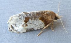 Henricus fuscodorsana by iNaturalist user: jimeckert49. Used under a CC BY 4.0 license.