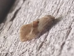Phalonidia lepidana by Kevin Keegan. Used under a CC0 license.