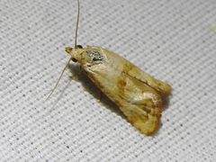 Platphalonidia felix - inat 84456658 by {{{name}}}. Used under a CC BY 4.0 license.