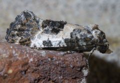 Rudenia leguminana P1590056a by 
xpda. Used under a CC BY-SA 4.0 license.