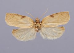 Amorbia emigratella nmnhentomology 9183553 NMNH-emigratella Busck 1909 Amorbia hab01 by National Museum of Natural History
. Used under a CC0 license.