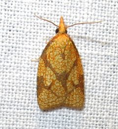 Cenopis reticulatana by Jacy Lucier. Used under a CC BY-SA 4.0 license.