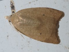 Coelostathma discopunctana P1250434a by 
xpda. Used under a CC BY-SA 4.0 license.