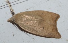 Coelostathma discopunctana P1250435a by
xpda. Used under a CC BY-SA 4.0 license.