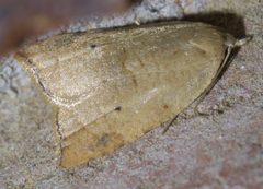 Coelostathma discopunctana P1600920a by 
xpda. Used under a CC BY-SA 4.0 license.